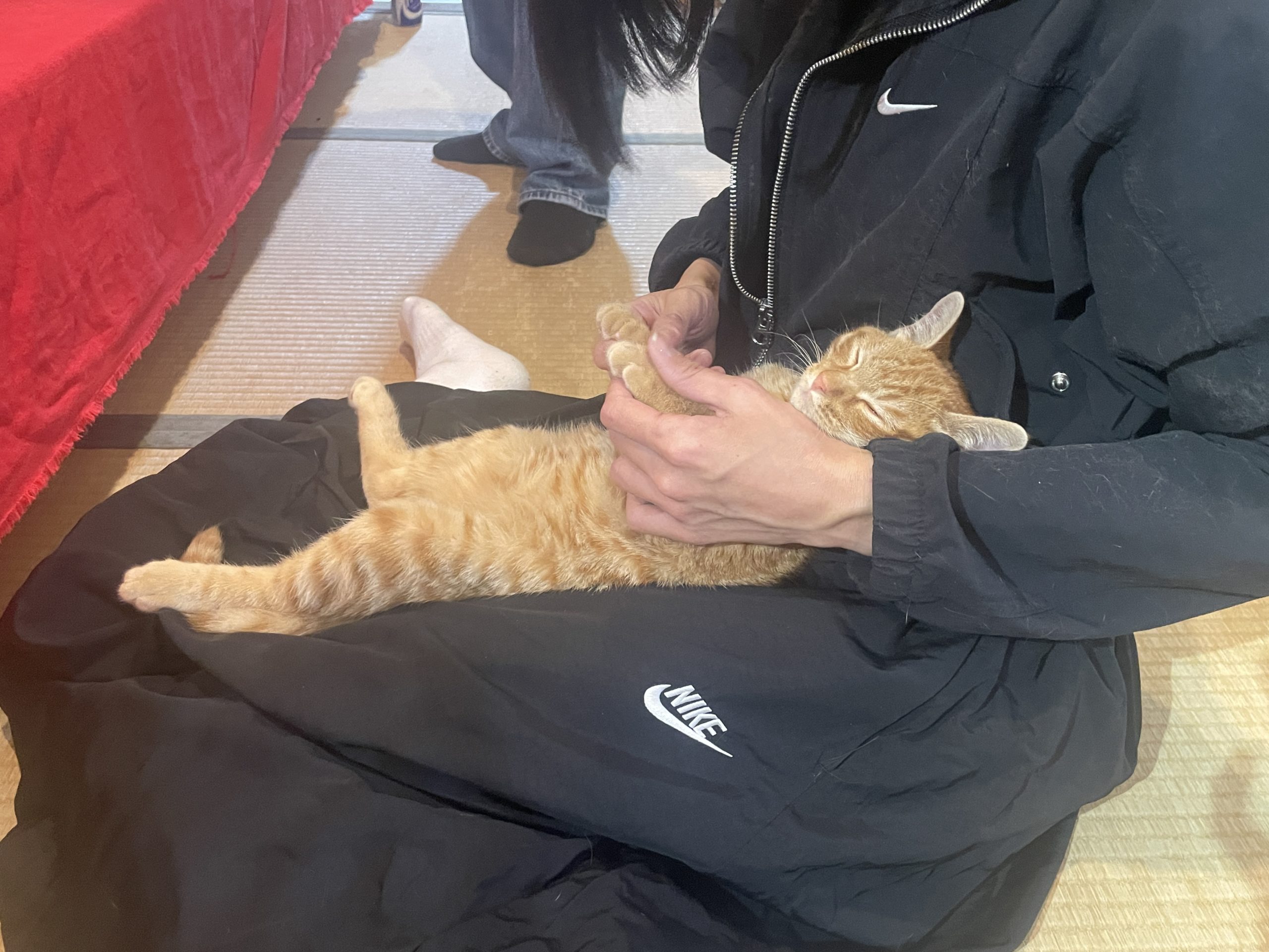 12月7日譲渡会のご報告とお礼