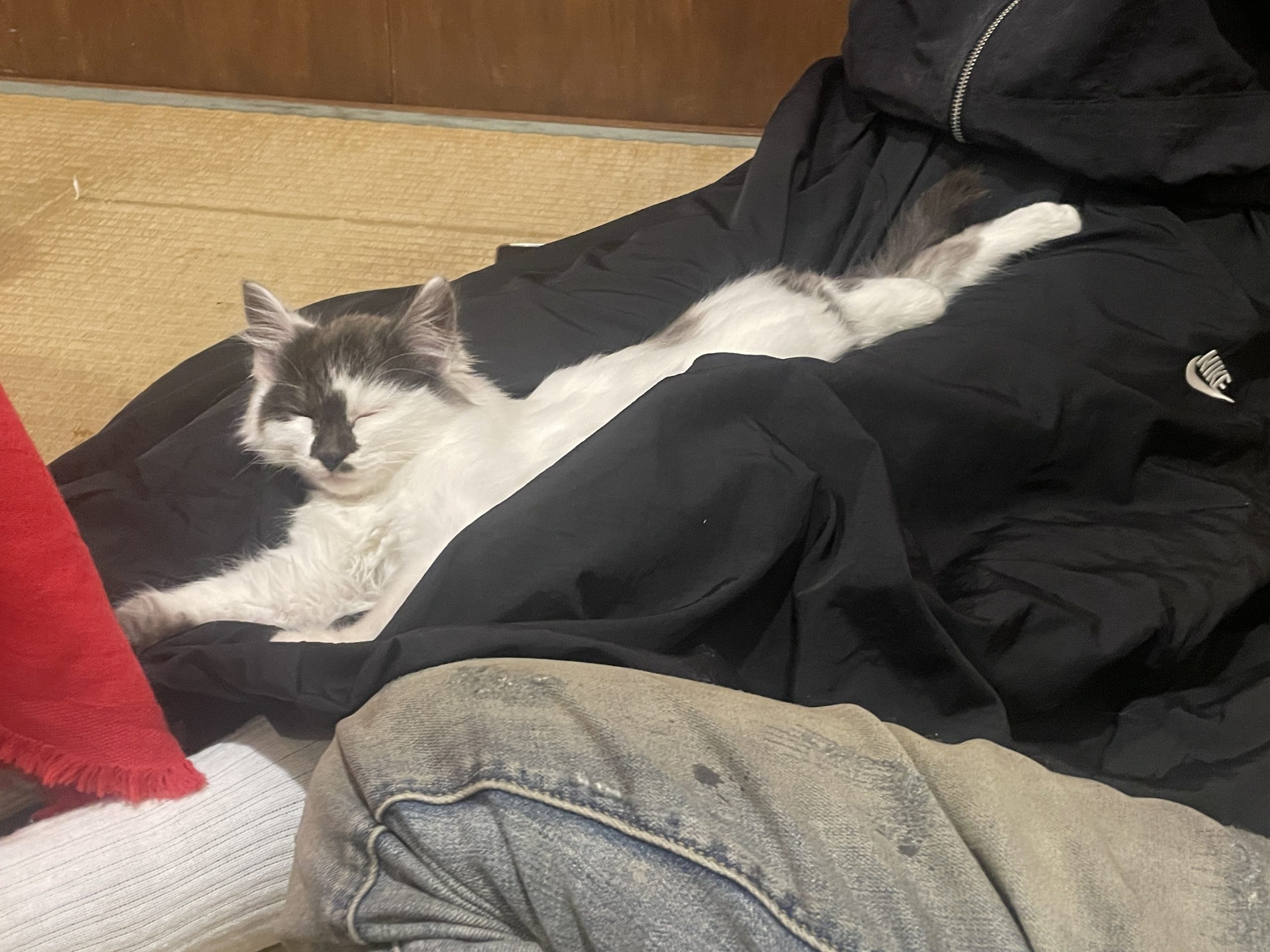 12月7日譲渡会のご報告とお礼