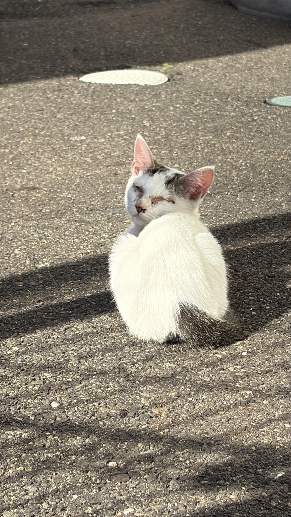 🐾 活動報告｜福山市南部 白猫 捕獲