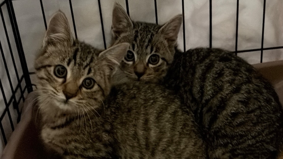 🐾 活動報告｜福山市南部 4匹 保護