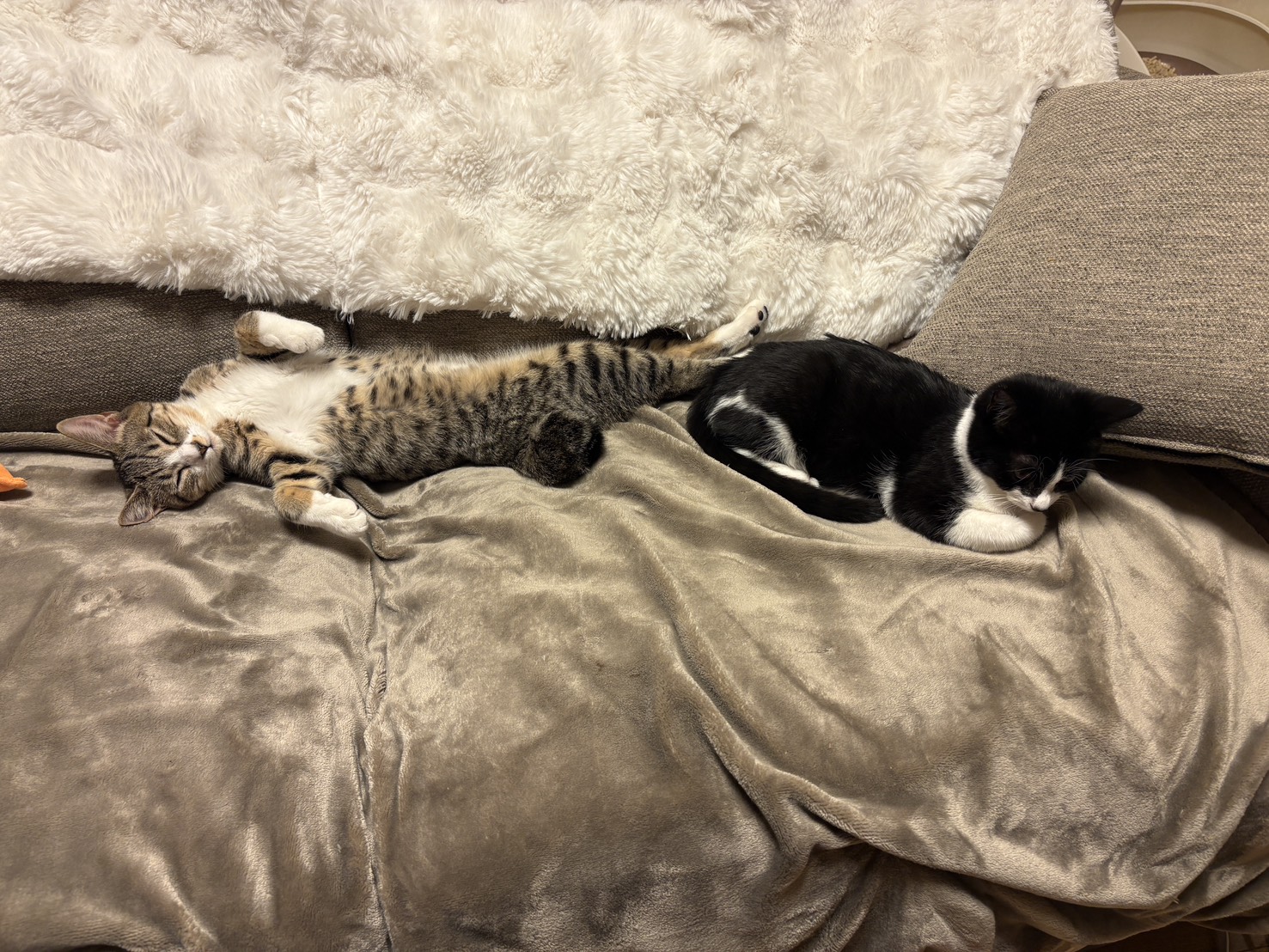 🐾活動報告｜もも＆ギズモ 譲渡