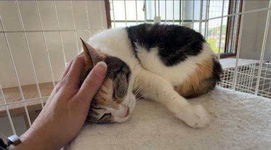 びんごねこのおうちの猫、ポポを見送りました