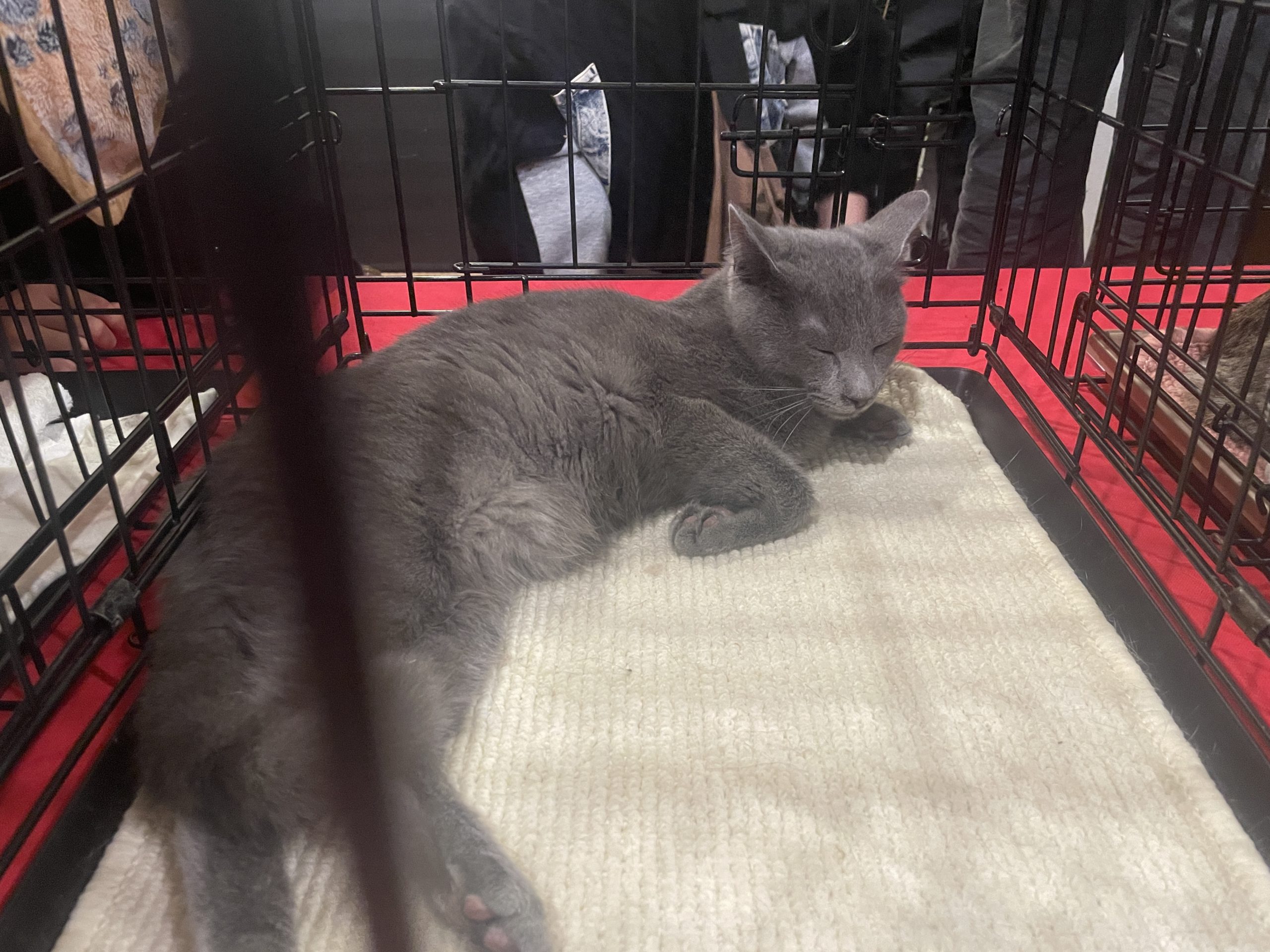 1月18日譲渡会のご報告とお礼