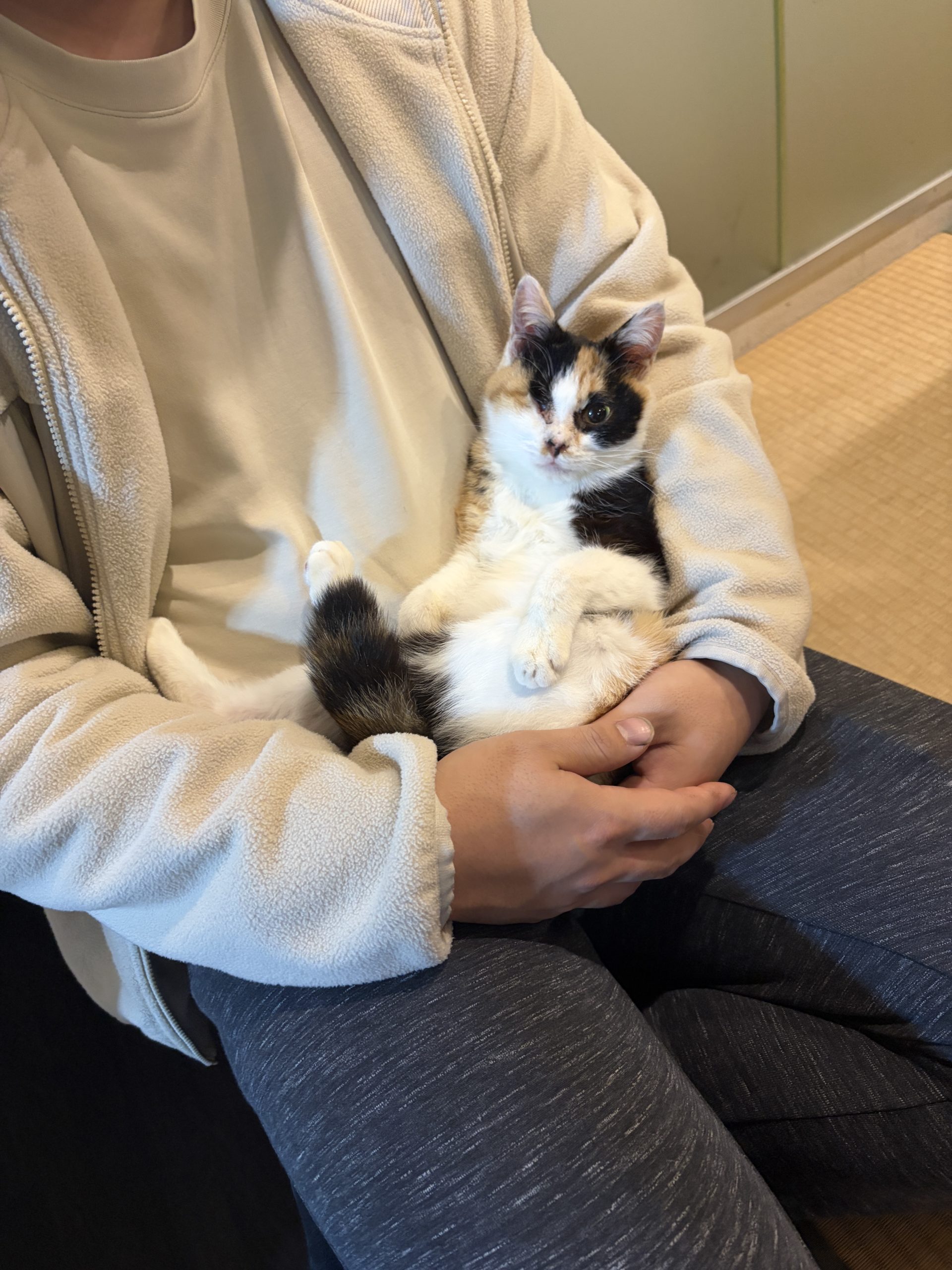 2月15日譲渡会のご報告とお礼